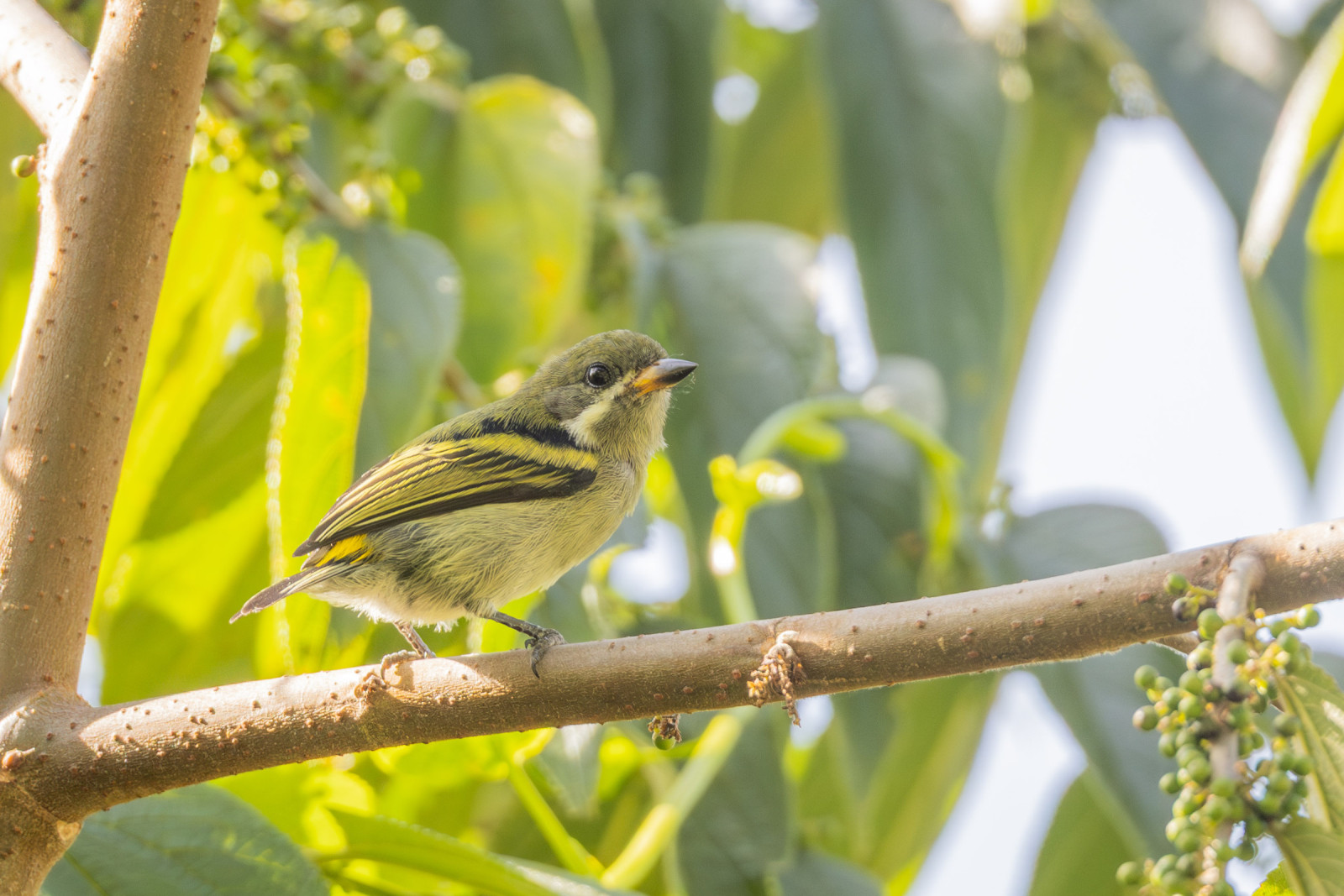 image Moustached Tinkerbird
